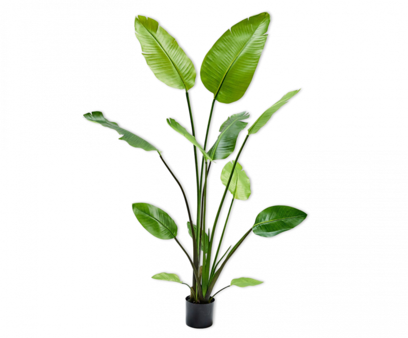 bananen plant strelitzia