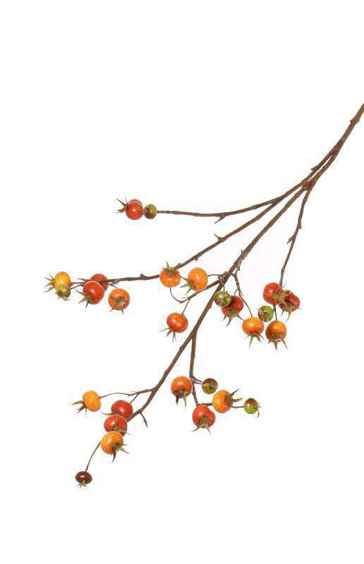 rozenbotteltak kunst