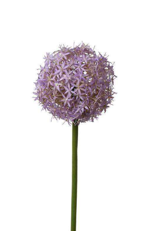 kunst allium