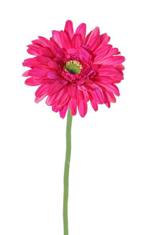 kunst gerbera