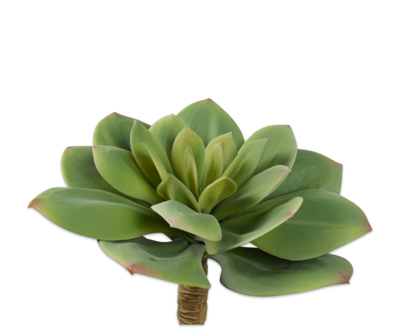 silkka groene vetplant