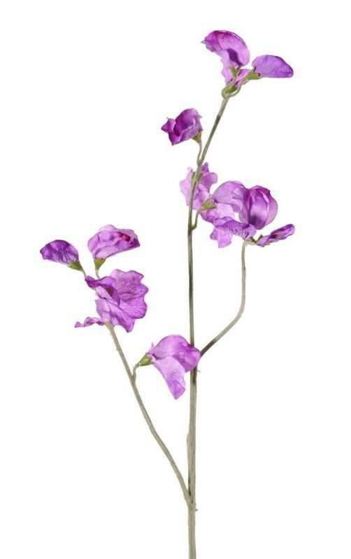 kunst lathyrus