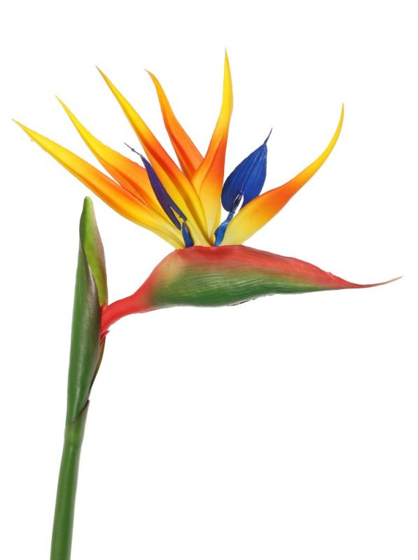strelitzia bloem kunst