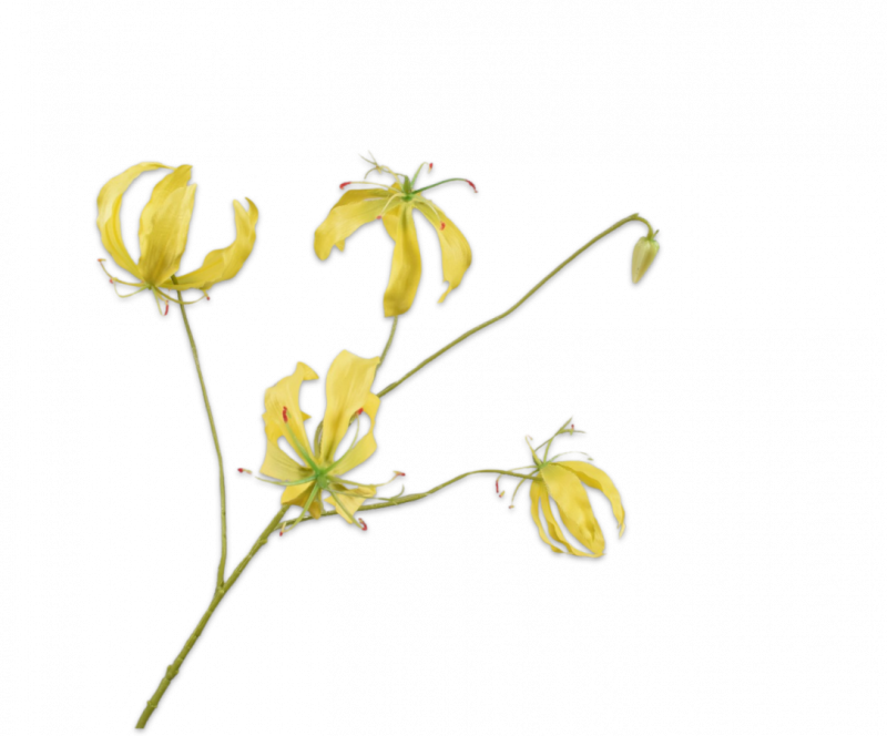 gloriosa geel silkka