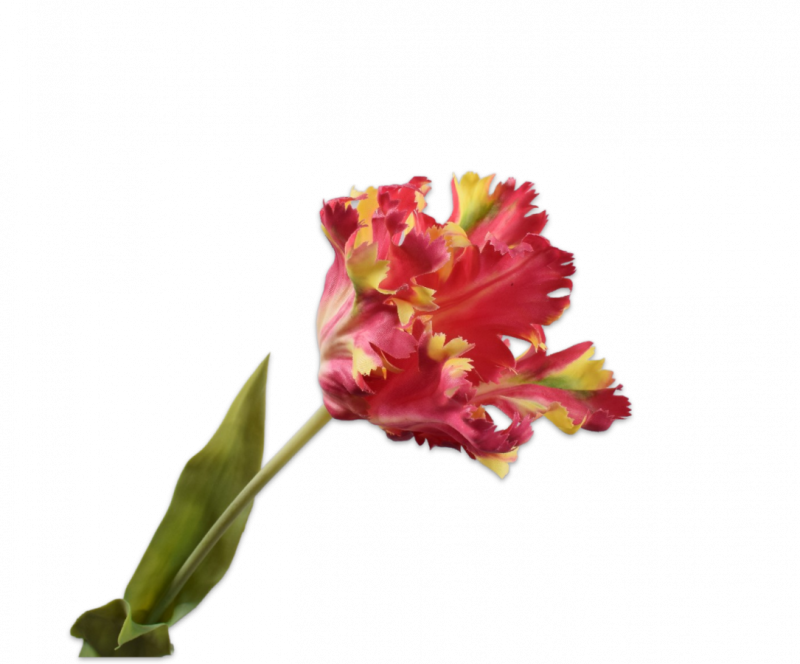 papegaai tulp silkka