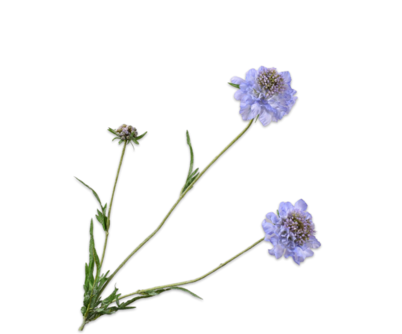 scabiosa blauw