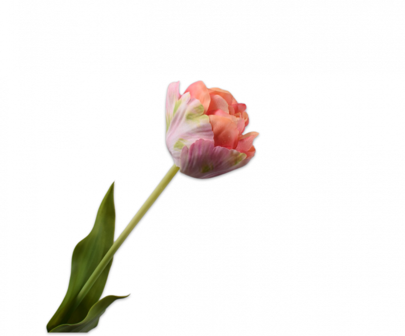 silkka tulp