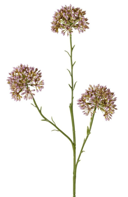 allium kunst