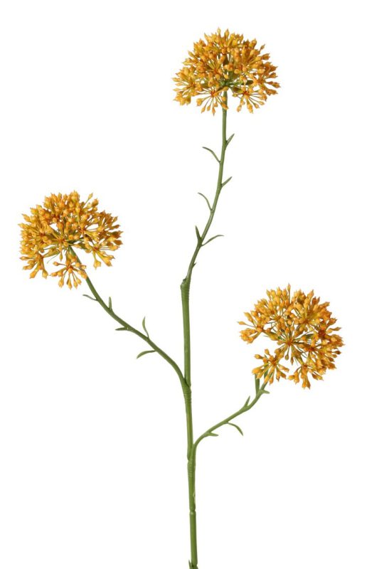 allium oranje