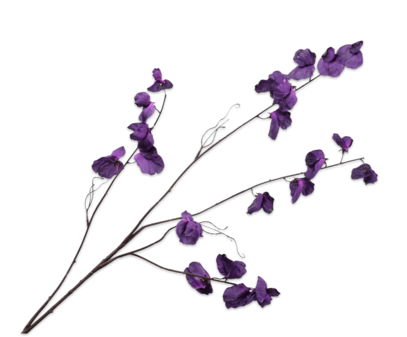 silkka lathyrus
