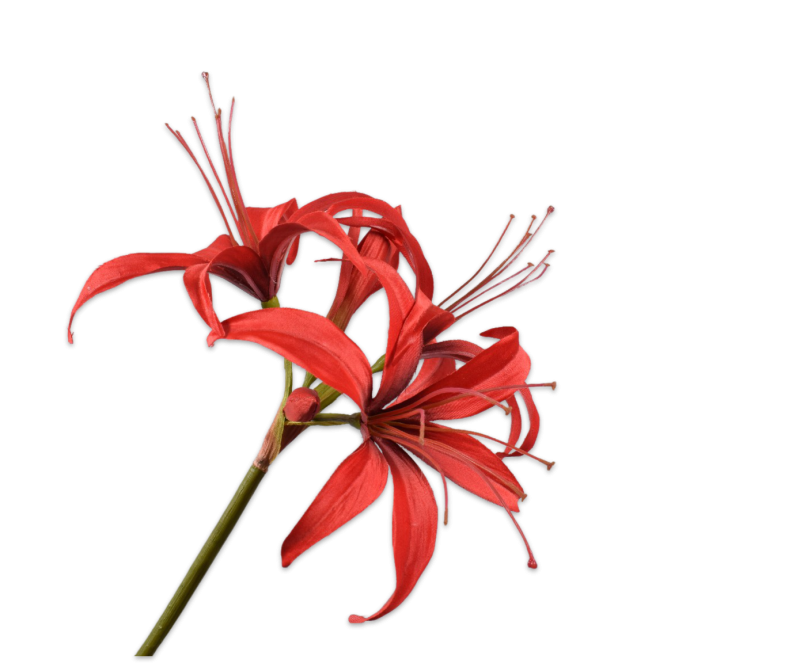 amaryllis silkka