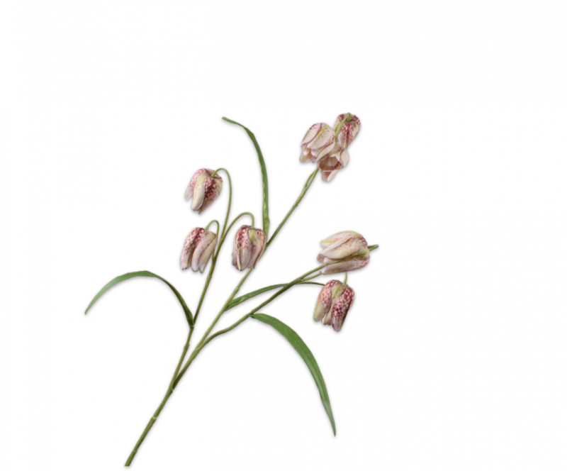 silkka fritillaria