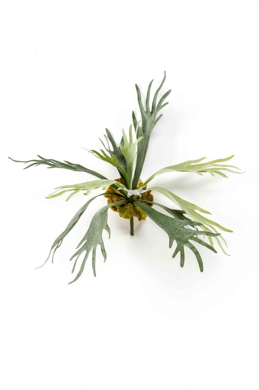 Hertshoornvaren H50 cm