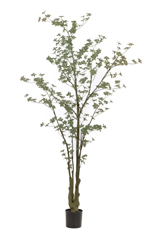 Oost-Indische kers plant/boom - H270 cm