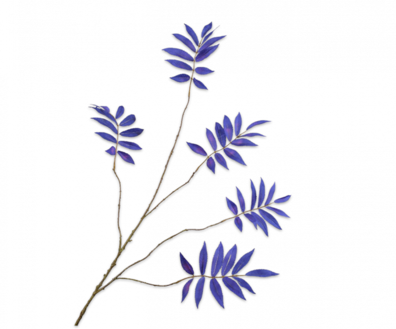 blauw blad tak