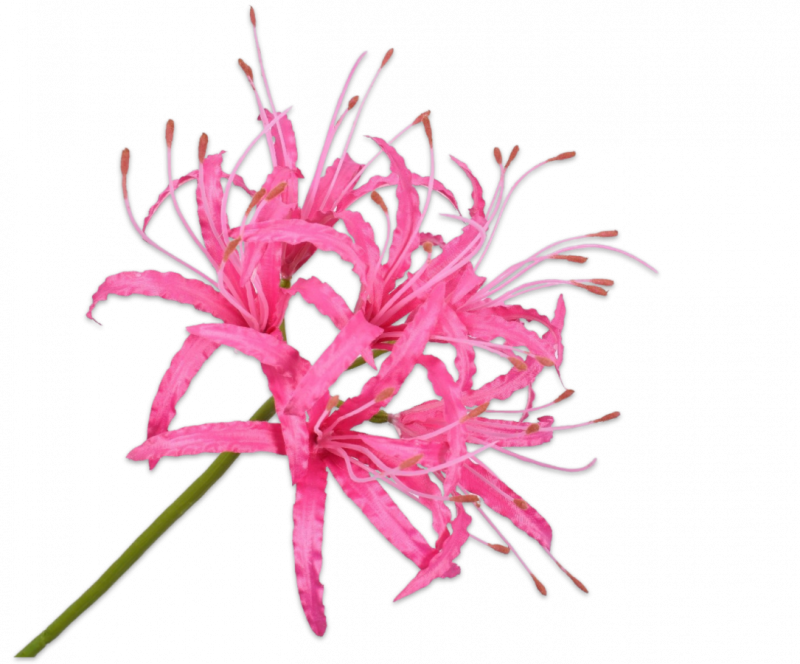 zijden nerine