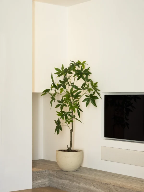 schefflera plant